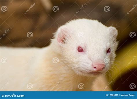 Cute Albino Ferret Stock Photos - Image: 12305893