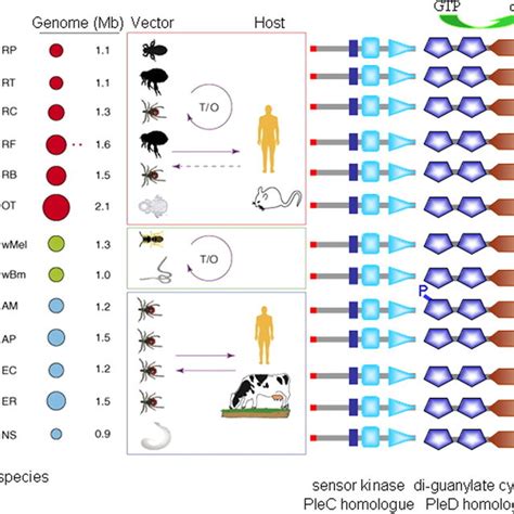 Occurrence of proteins involved in the c-di-GMP signaling pathway in ...