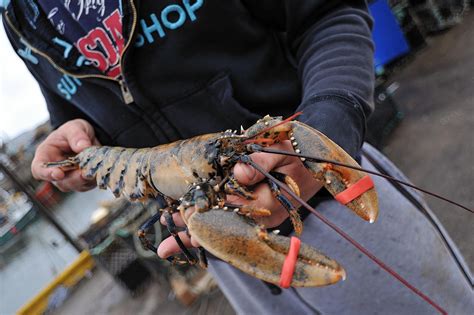 Rare white lobster could be saved from the pot | Press and Journal