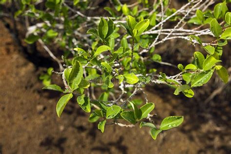 Coca, Erythroxylum Coca, Leaves for Cocaine Production, Peru Stock Photo - Image of leaf ...