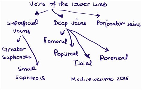 Medicowesome: Superficial and deep veins in upper and lower extremity mnemonic