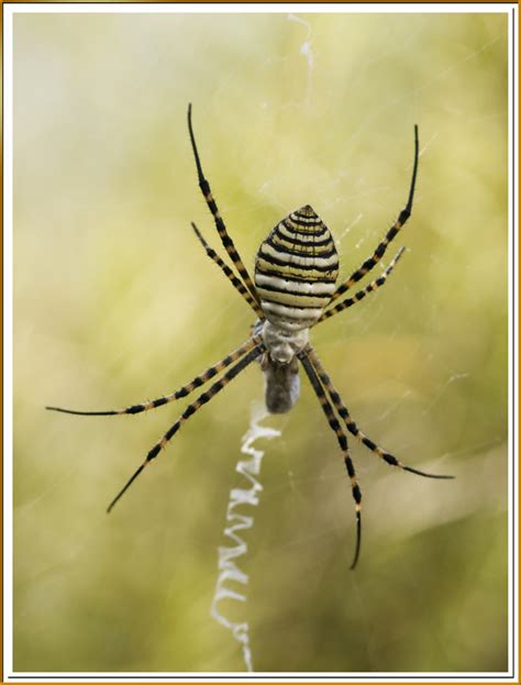 Banded Garden Spider (Common Spiders of Nova Scotia) · iNaturalist