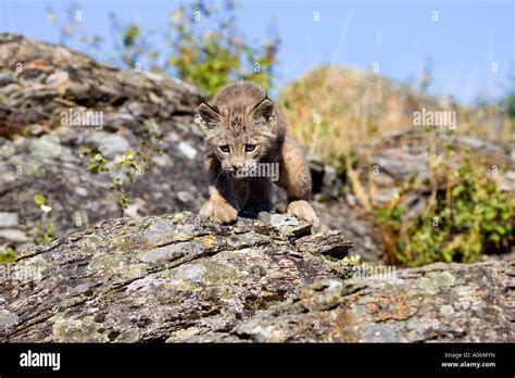 A lynx in the wild Stock Photo - Alamy