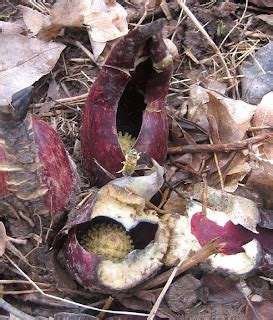 Princeton Nature Notes: Skunk Cabbage Pollination