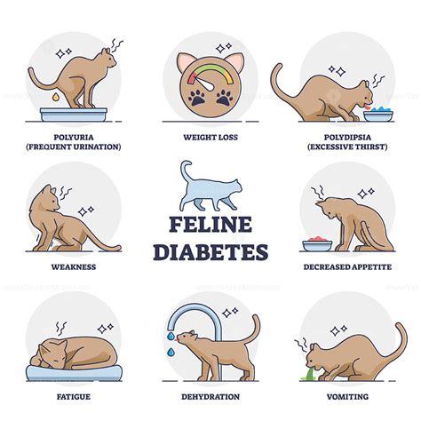 Feline mellitus diabetes symptoms for chronic cat disease outline ...