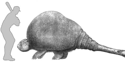 Glyptodon Vs Armadillo