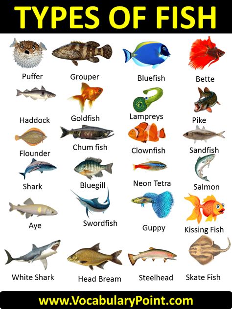 100 Types of Fish (List of Fish Names with Pictures) - Vocabulary Point