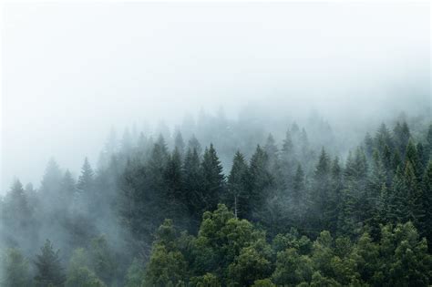 Mountain forest with fog photowallpaper | Wallco