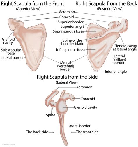 Scapula (Shoulder Blade) Anatomy, Muscles, Location, Function | eHealthStar