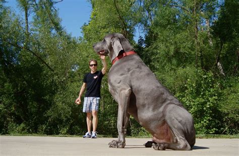 Worlds Biggest Dog # Worlds Biggest Dog And His Breed | World's Biggest Dog Afraid Chihuahua ...