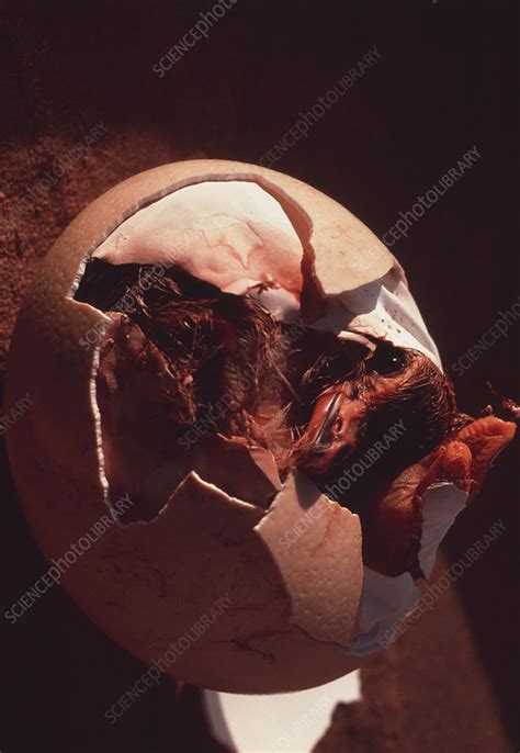 Ostrich egg hatching - Stock Image - Z804/0007 - Science Photo Library