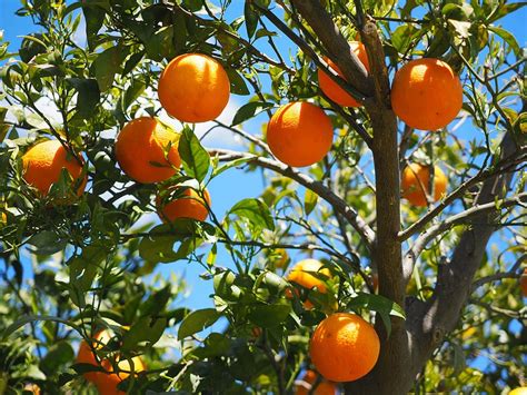 Fruit Trees - Home Gardening Apple, Cherry, Pear, Plum: Tree With ...