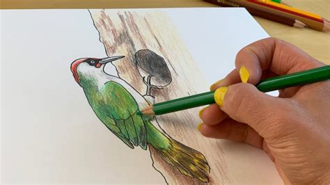 How to draw a really awesome green woodpecker to impress your friends - YouTube