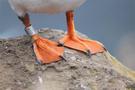 Icelandic Puffin Feet | paigemc | Flickr