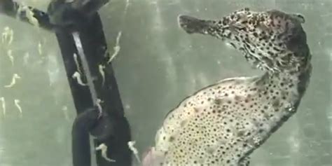 Video captures seahorse giving birth - Business Insider