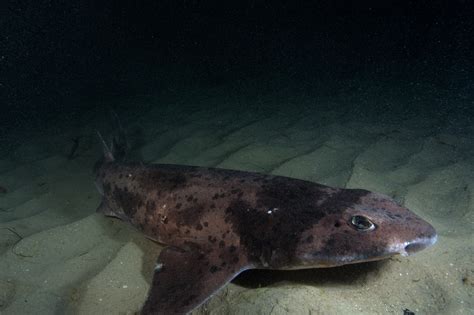 Australian Swellshark | Cephaloscyllium laticeps | Shark Database