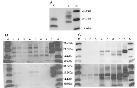 Immunoblot images under modified methodology. A. Immunoblot with TeSeE ...