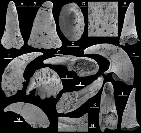 Helcionellids, internal moulds from the Henson Gletscher Formation,... | Download Scientific Diagram