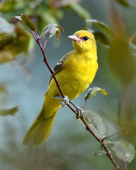 Orchard Oriole (female) | List of birds, Wild birds, Birds