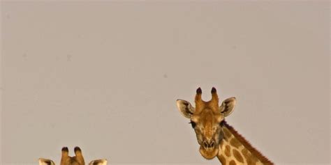 David Attenborough's 'Africa': Giraffes battle in new video clip