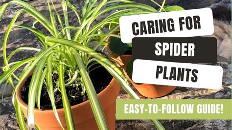 Caring For Spider Plants In Your Home! - YouTube