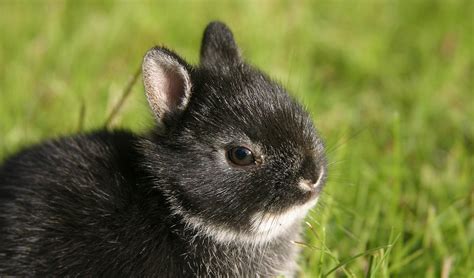 Dwarf Rabbits - A Complete Guide To The Smallest Bunny Breeds