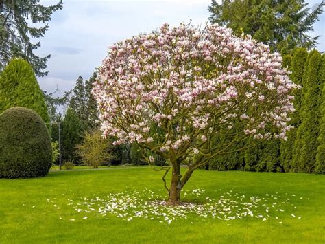 How To Trim A Magnolia Tree