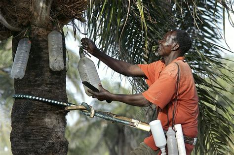 The Culture of Palm Wine in Nigeria | Health | Naijabiography