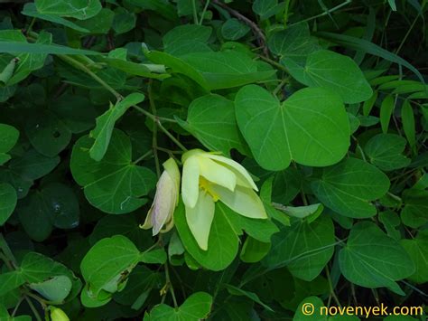 Image collection of wild vascular plants - Bauhinia tomentosa