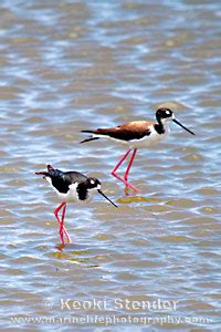 Hawaiian Stilt, Himantopus mexicanus knudseni