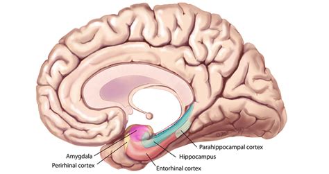 The Entorhinal Cortex: Unlocking the Gateway to Memory and Spatial Navigation - Very Big Brain