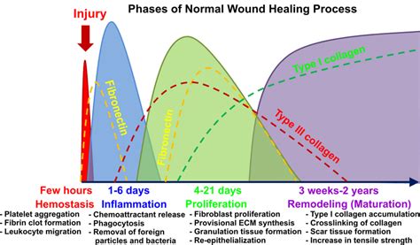 Graphical representation of four phases of normal wound healing process. | Download Scientific ...