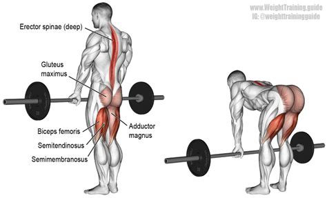 Barbell straight back stiff leg deadlift instructions and video ...