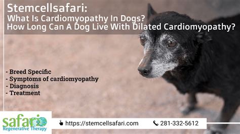 Stemcellsafari: What Is Cardiomyopathy In Dogs? How Long Can A Dog Live With Dilated ...