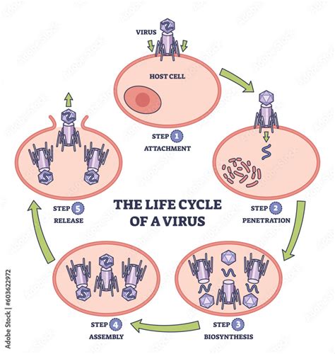 Life cycle of virus infection with development process stages outline diagram. Labeled ...