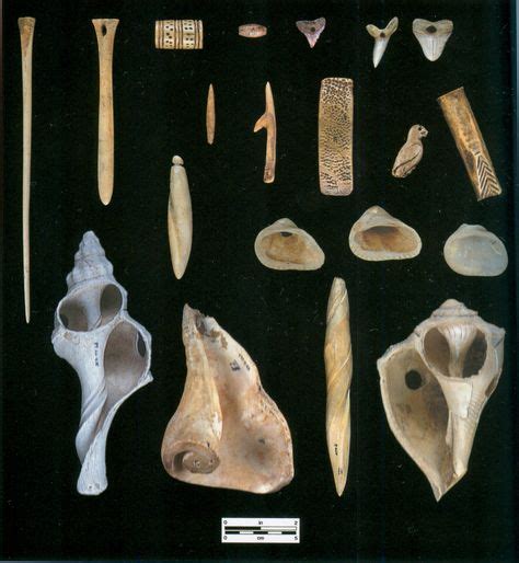 12 Calusa artifacts ideas in 2021 | artifacts, indian artifacts, shells