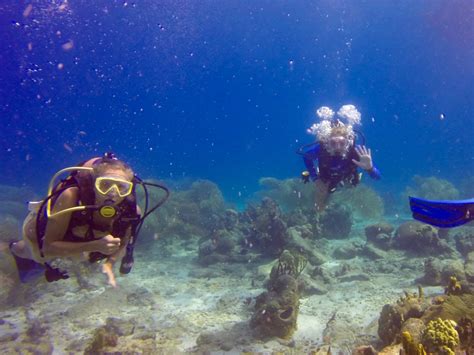 Introduction to Marine Biology - Seamester Study Abroad at Sea