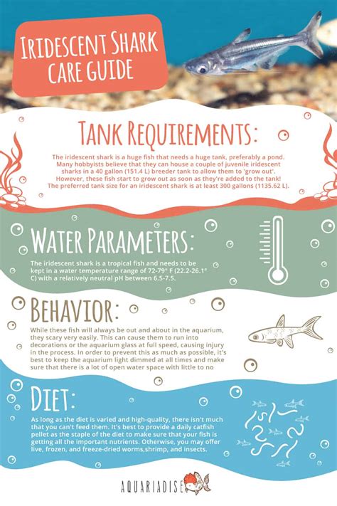 Iridescent Shark (Pangasionodon hypophthalmus) Care Sheet