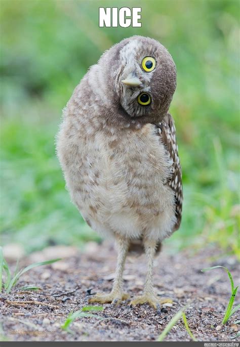 Create meme "owl, the owl tilted his head, passerine sychik" - Pictures - Meme-arsenal.com