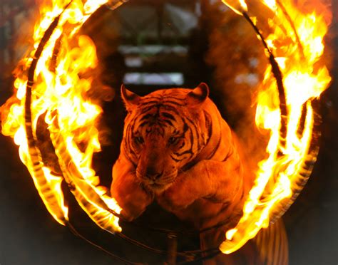 Circus Tigers Turn on Trainer, Maul Him to Death Despite Frantic Attempts to Intervene - Newsweek