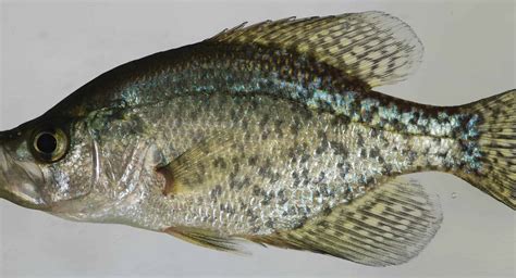 Black crappie - A-Z Animals