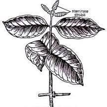 Gnetophyta | Characters, Taxonomy, Morphology and Anatomy