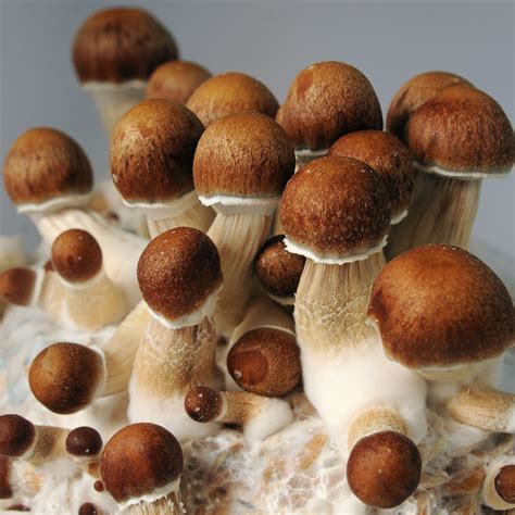 Golden Teacher Mushrooms | Sacred Mushroom Spores