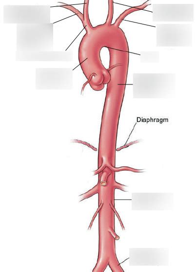 Parts of the Aorta Diagram | Quizlet