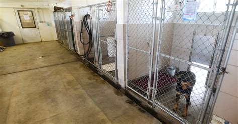 Muskingum County Dog Pound seeks new facility