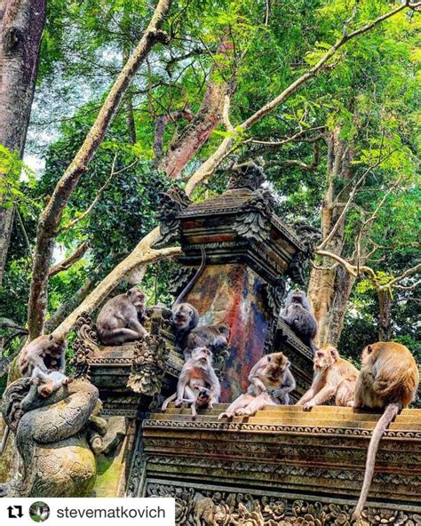 Ubud Monkey Forest in Ubud - Cost, When to Visit, Tips and Location ...