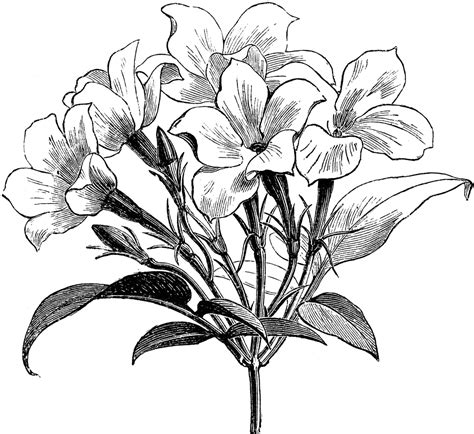 Free Sampaguita Drawing, Download Free Sampaguita Drawing png images, Free ClipArts on Clipart ...