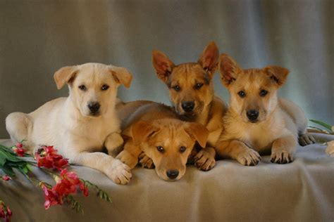 Carolina Dog Puppies For Sale in California | California Carolina Dogs