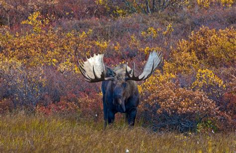 Wildlife Viewing Alaska - WildernessStay