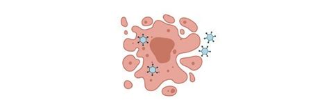 Cell Lysis: an Overview, Definition, Types, and Importance